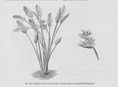 Strelitzia