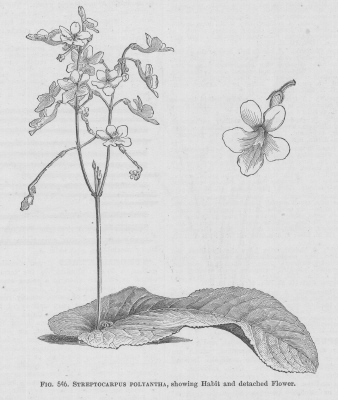 Streptocarpus