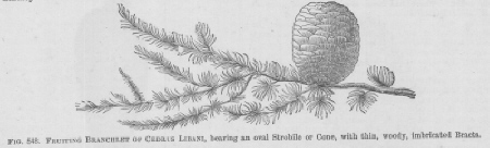 Cedrus