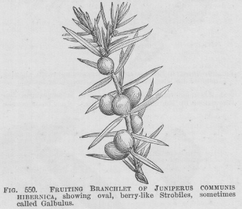 Juniperus