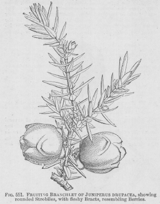 Juniperus