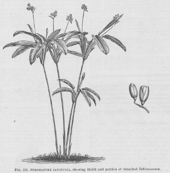 Stromanthe
