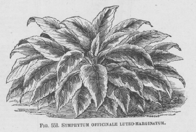 Symphytum