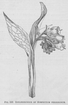 Symphytum