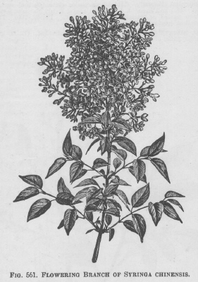 Syringa