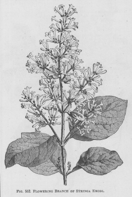 Syringa