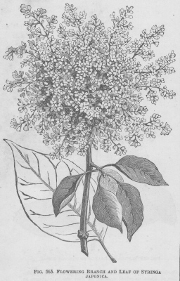 Syringa