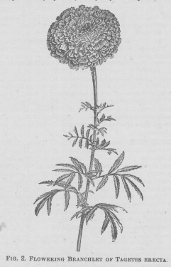 Tagetes