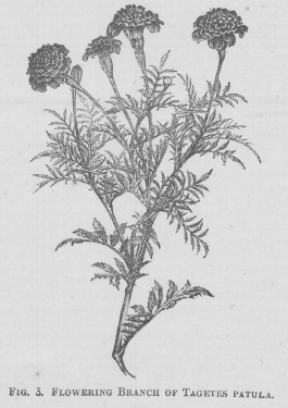Tagetes
