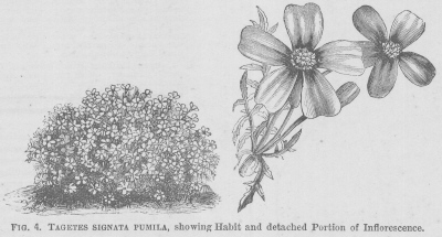 Tagetes