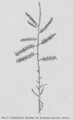 Tamarix