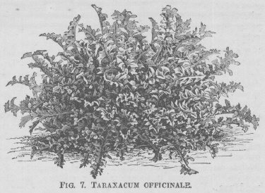 Taraxacum