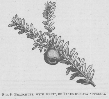 Taxus