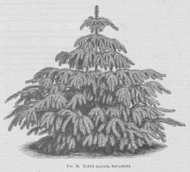 Taxus