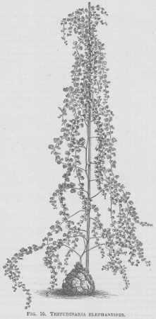 Testudinaria