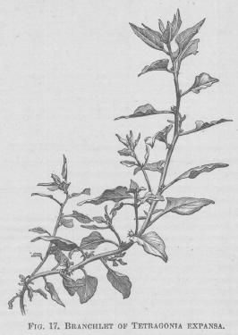 Tetragonia