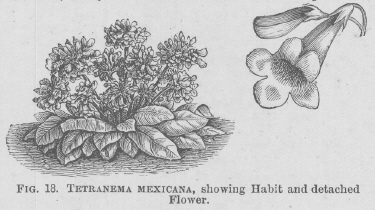 Tetranema