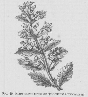 Teucrium