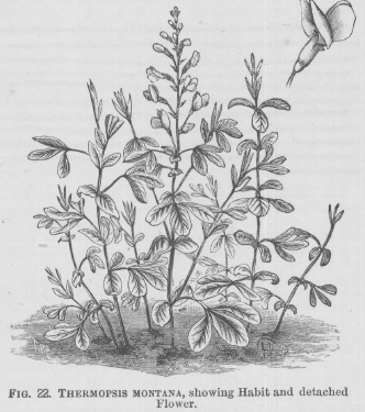 Thermopsis
