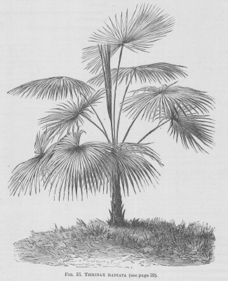 Thrinax