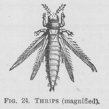 Thrips