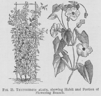 Thunbergia