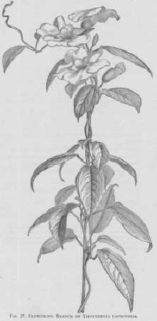 Thunbergia