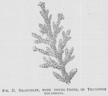 Thuyopsis