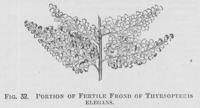 Thyrsopteris