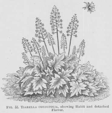 Tiarella