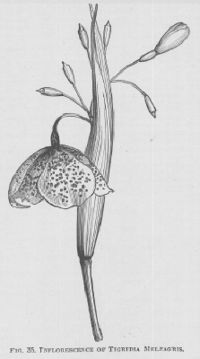 Tigridia