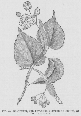 Tilia