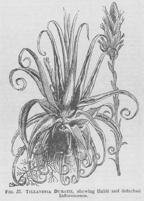 Tillandsia