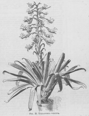 Tillandsia