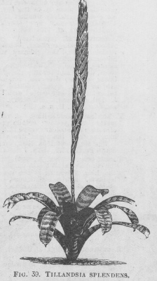 Tillandsia