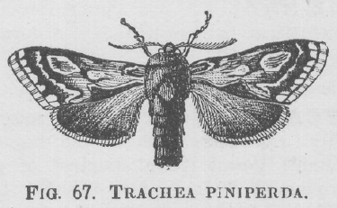 Trachea