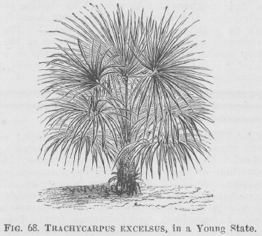 Trachycarpus