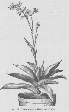 Tradescantia