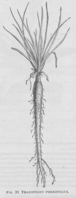 Tragopogon