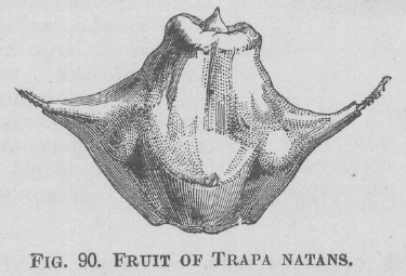 Trapa