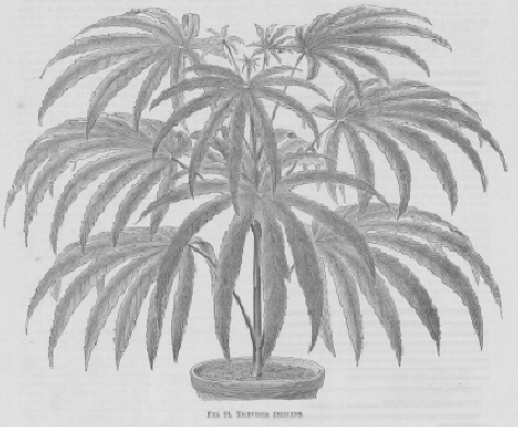 Trevesia