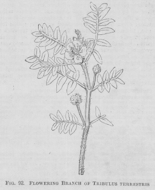 Tribulus