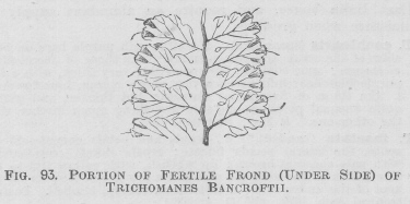Trichomanes