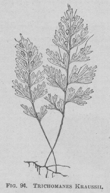 Trichomanes