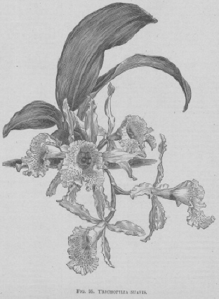 Trichopilia