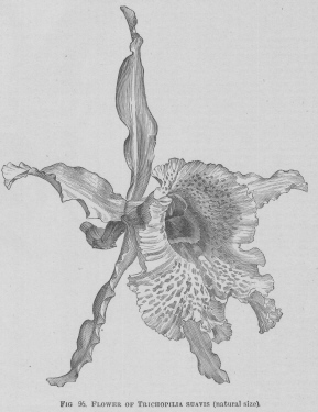 Trichopilia