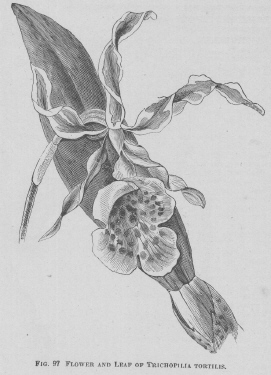 Trichopilia