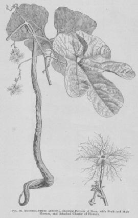 Trichosanthes