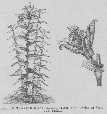 Tricyrtis