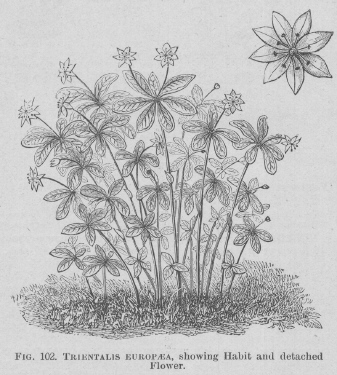 Trientalis